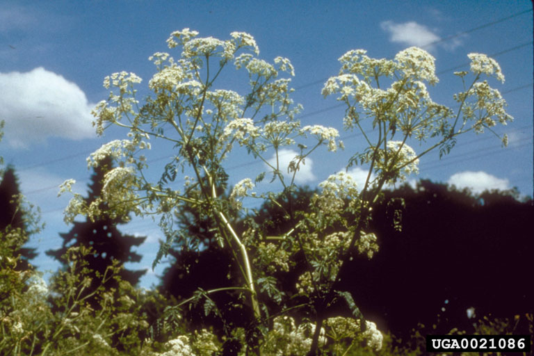 Poison Hemlock
