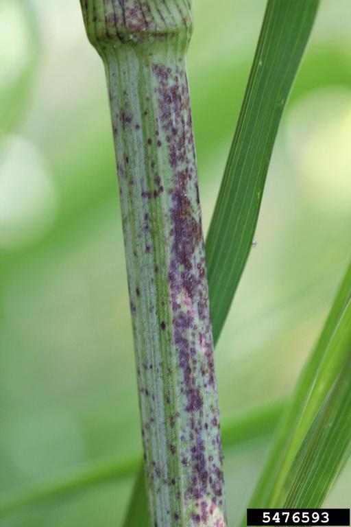 Poison Hemlock Stem