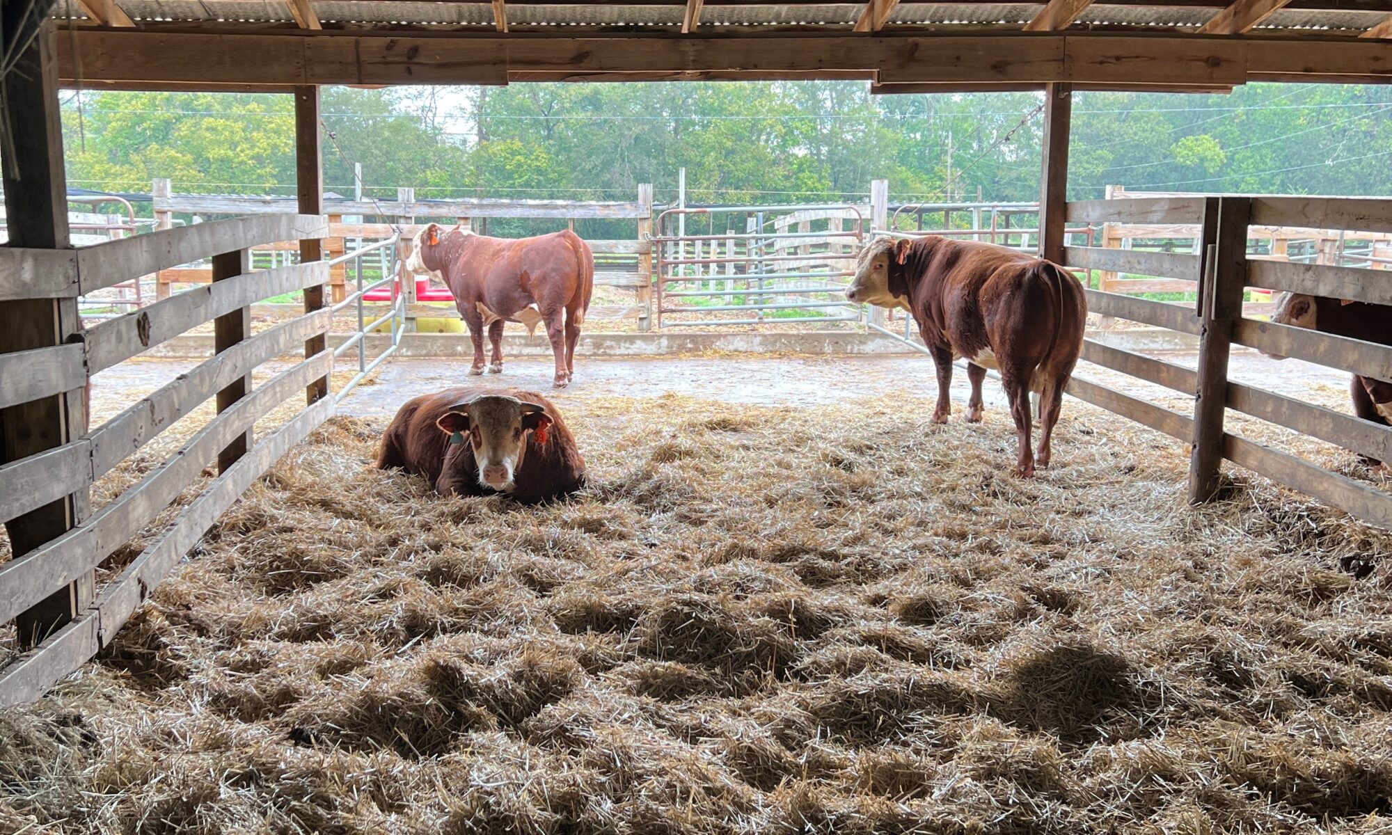 Cattle