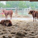 Cattle