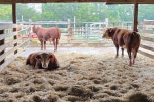 Cattle