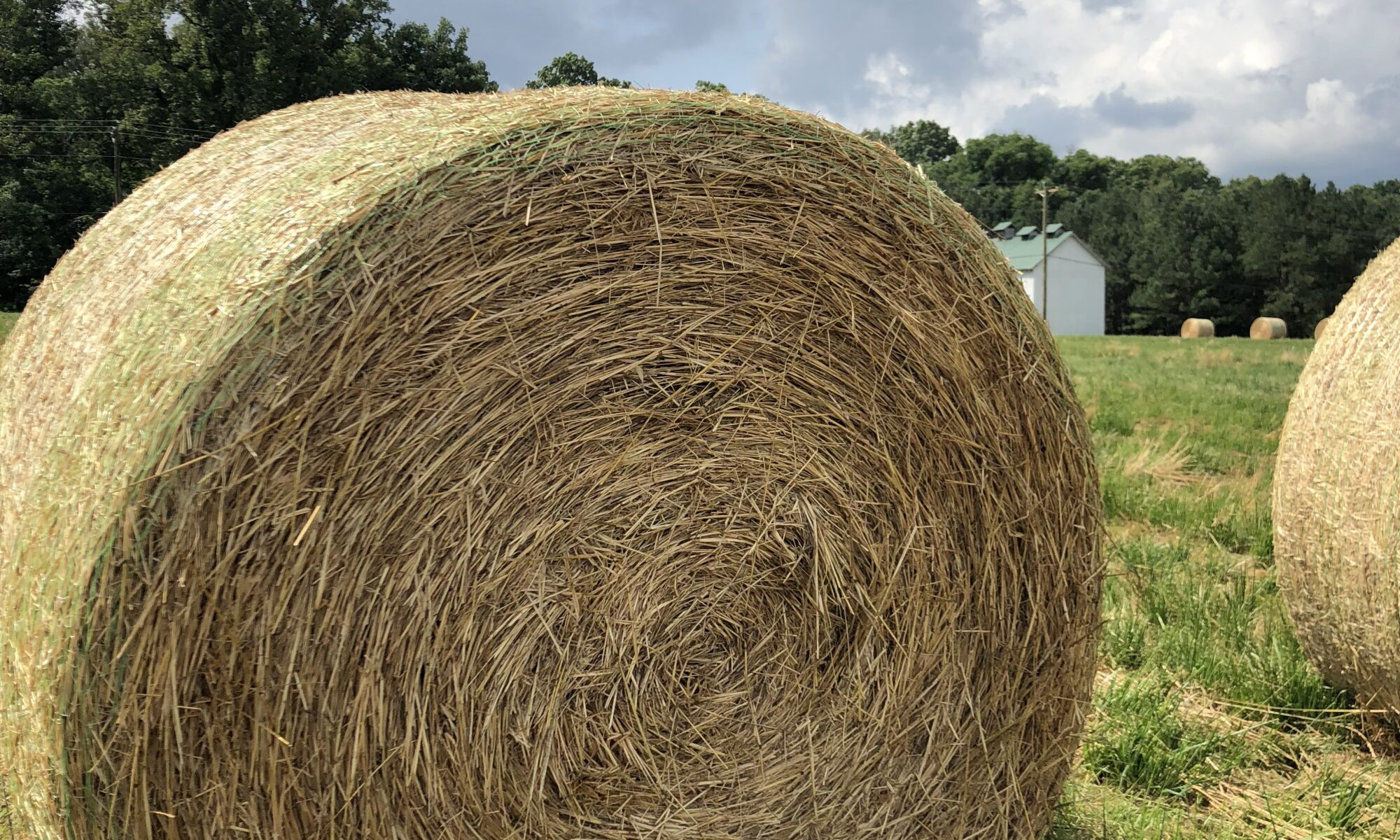 Bale