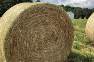 Bale