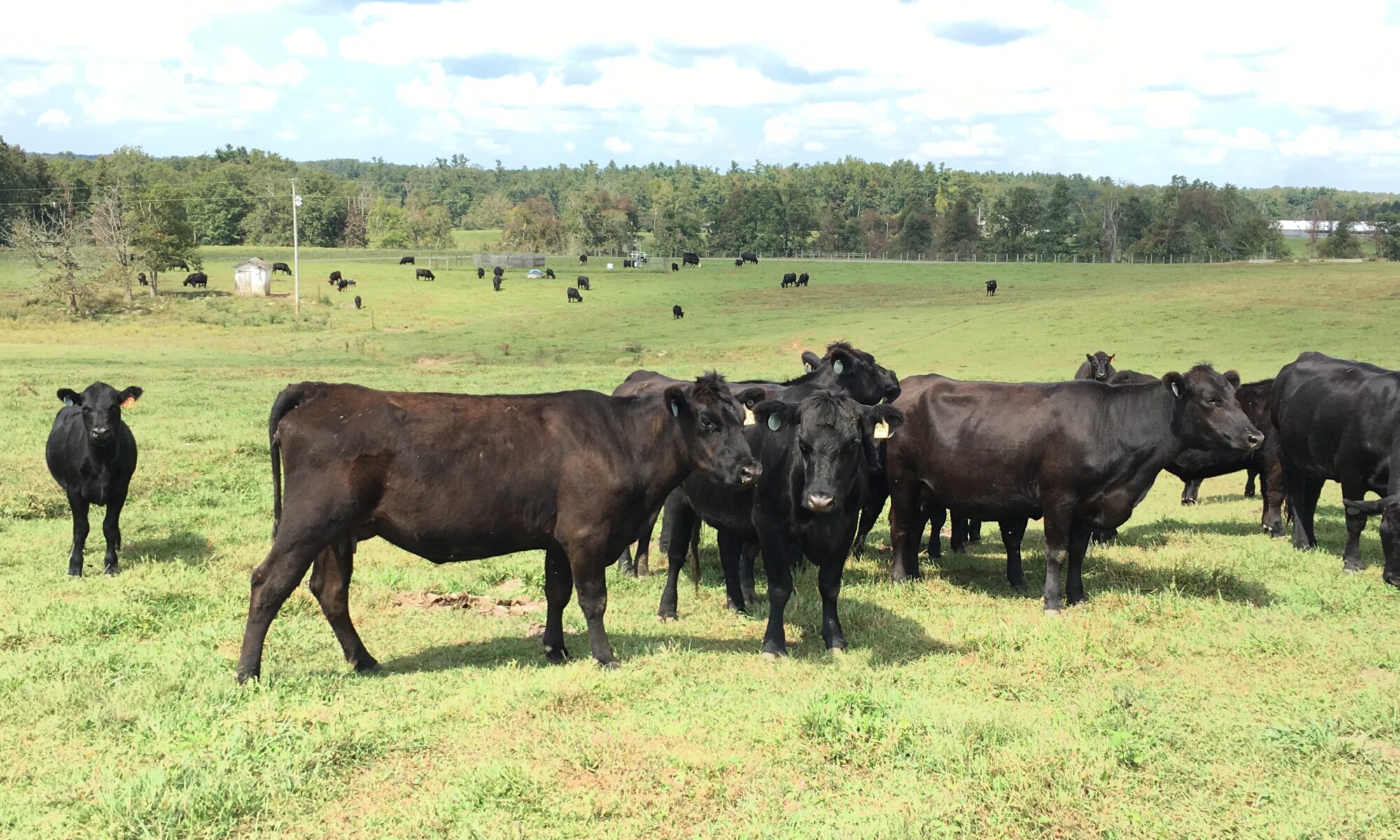 Cattle