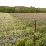 Strip Grazing
