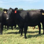 Cows