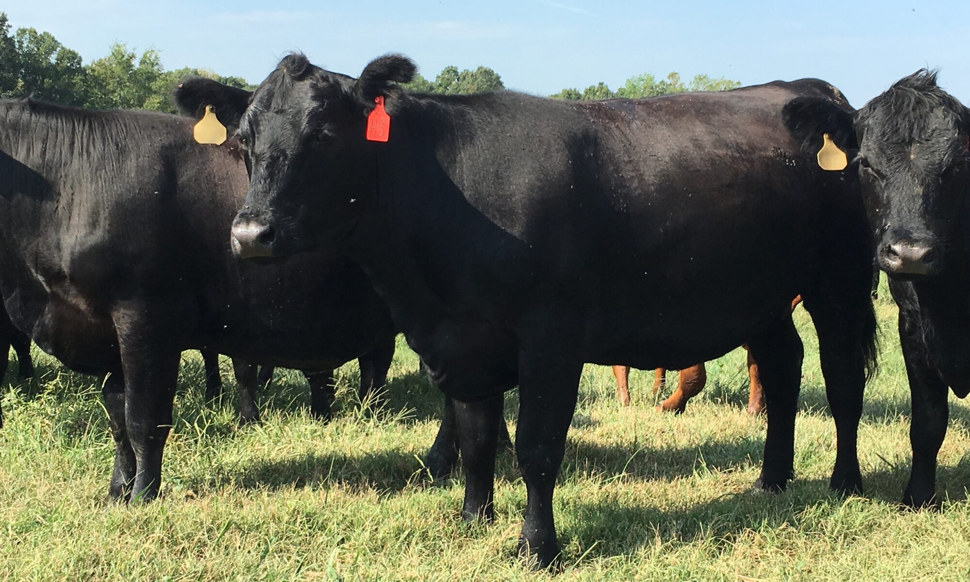 Cows
