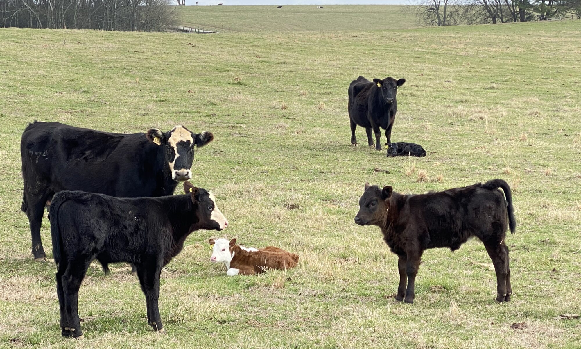 Cow calf