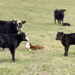 Cow calf