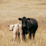 Molly Schoen, American-International Charolais Assn.