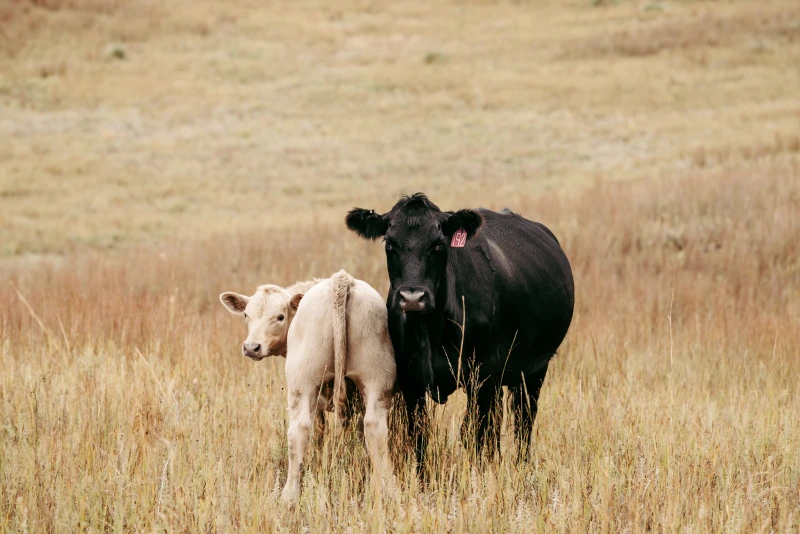 Molly Schoen, American-International Charolais Assn.