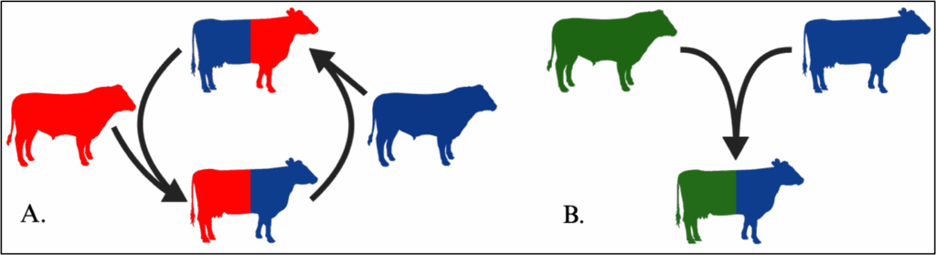 Figure 1- Crossbreeding