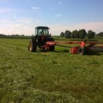 Laying down for harvest