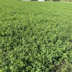 Alfalfa