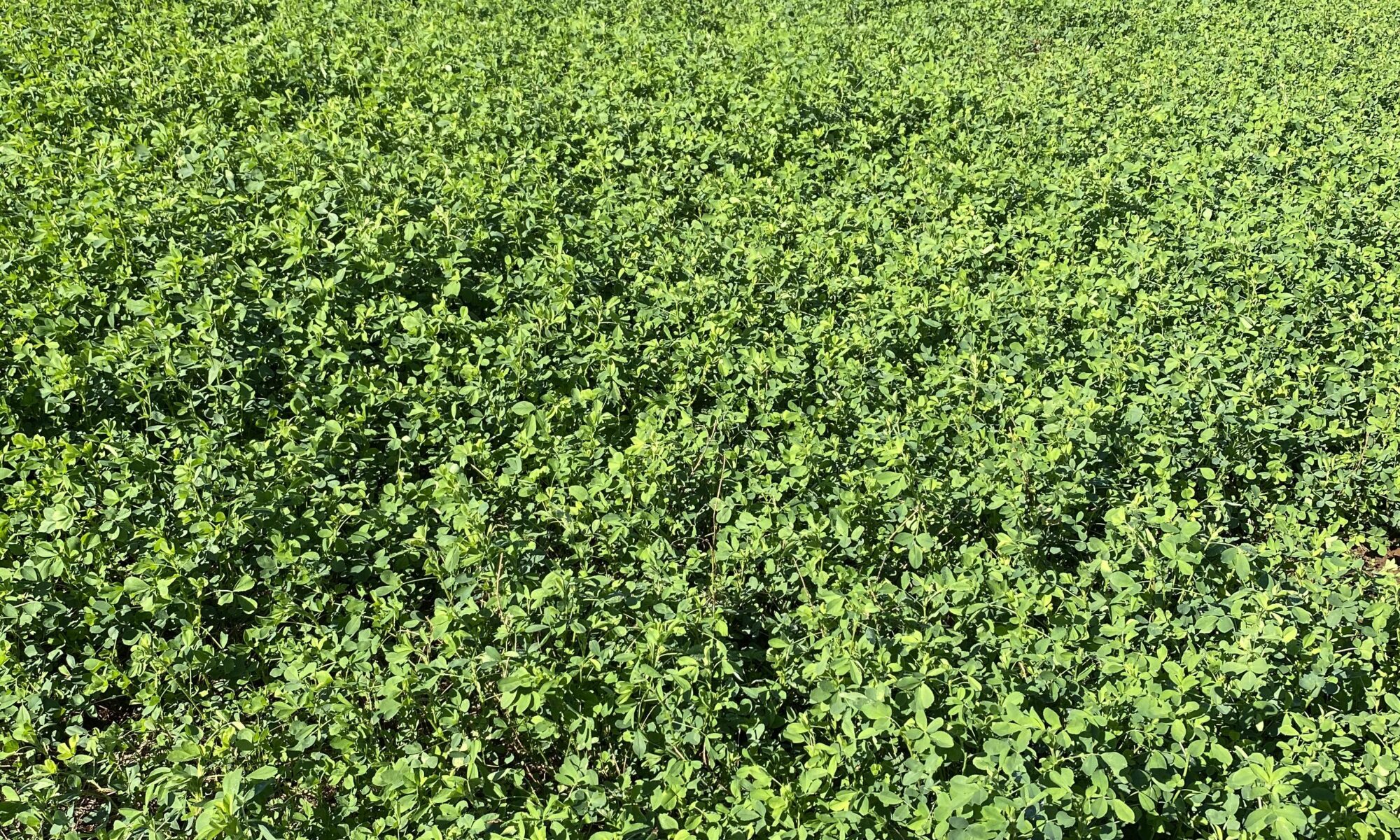 Alfalfa