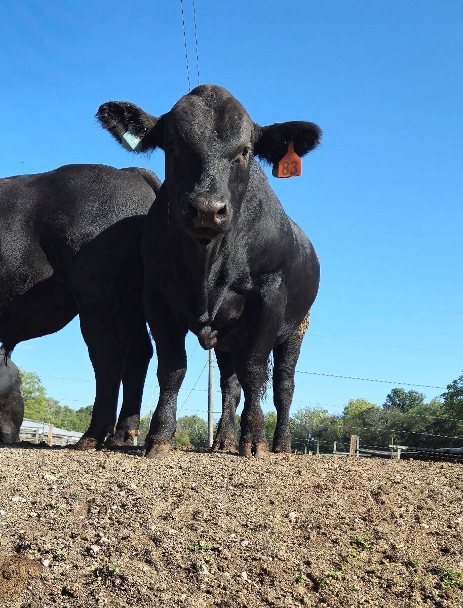 Cow