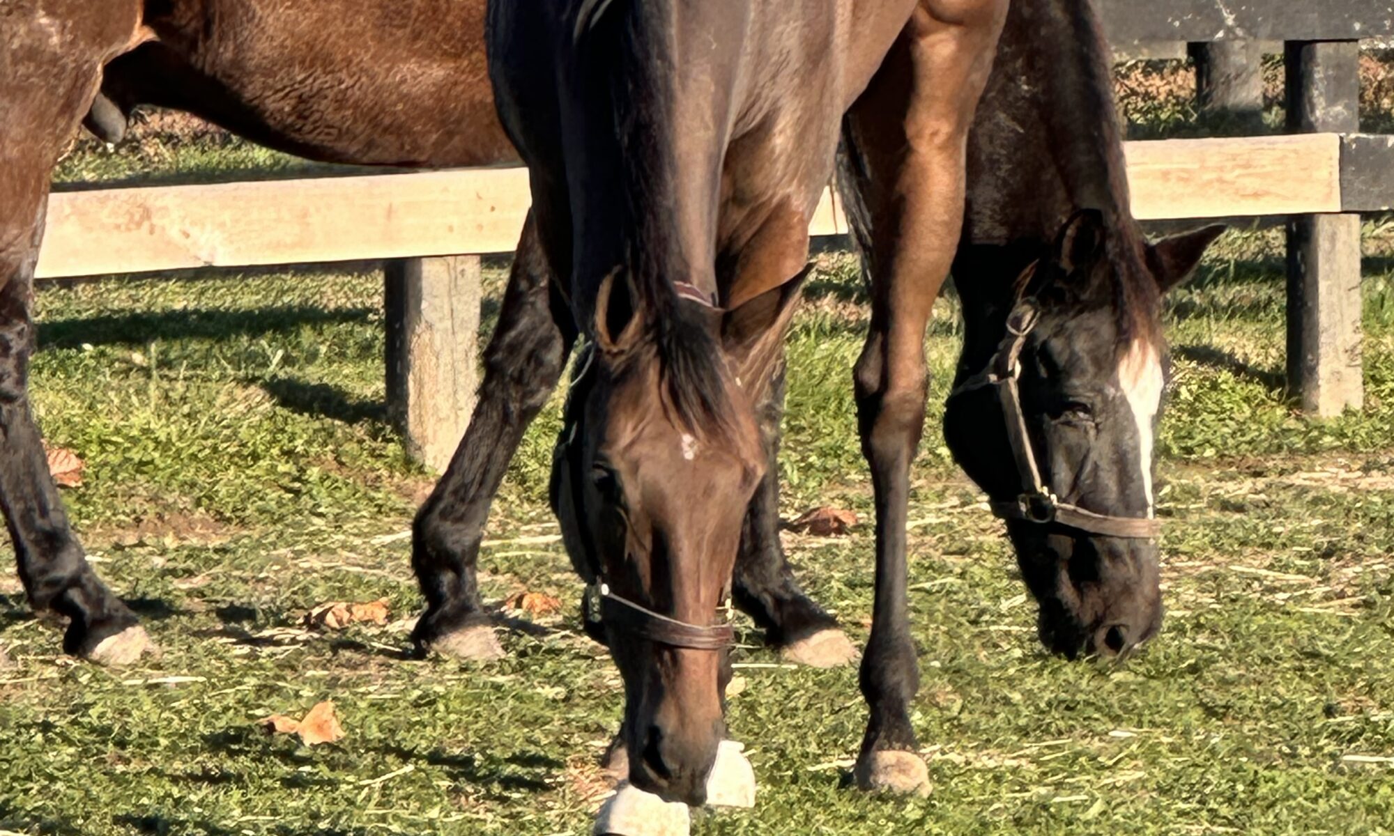 Horse