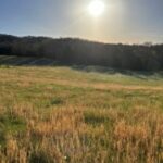 Broomsedge taking over a tall fescue pasture (Photo: Bruno Pedreira)