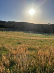 Broomsedge taking over a tall fescue pasture (Photo: Bruno Pedreira)